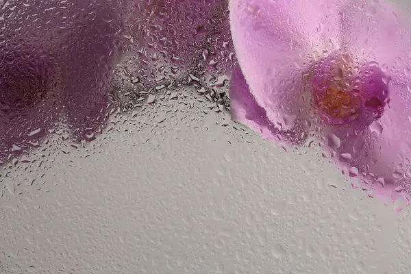 Duman seçilmiş pembe odaklı falanopsis orkide çiçeği ve ıslak su damlaları. Soyut doğal bulanık arkaplan.