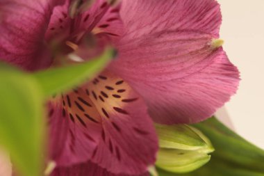 Yakın plan seçici yumuşak odak pembe Alstroemerieae zambak yaprağı, pistil ve stamen çiçeği tomurcuğu. Makro duman Doğal bulanık arkaplan.