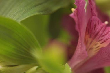 Yakın plan seçici yumuşak odak pembe çiçek yaprağı, yeşil yaprak. Makro duman Doğal bulanık arkaplan.