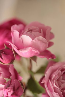 Yakın çekim, seçici yumuşak odak pembe gül çiçeği tomurcuğu buketi. Makro Doğal bulanık arkaplan.