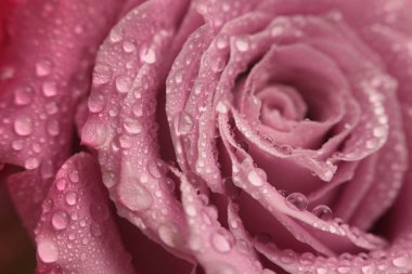 Yakın plan seçici yumuşak odak pembe gül tomurcuğu yaprağı ve su damlası tüttür. Doğal bulanık arkaplan.