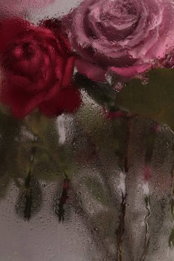 Duman seçildi. Kırmızı pembe gül çiçeği, ıslak su damlalarıyla bardaktan süzülüyor. Soyut doğal bulanık arkaplan.