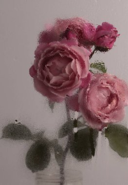 Duman seçilmiş pembe gül çiçeği, ıslak su damlalarıyla dolu camdan geçiyor. Soyut doğal bulanık arkaplan.