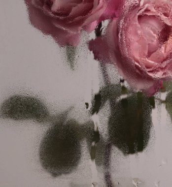Duman seçilmiş pembe gül çiçeği, ıslak su damlalarıyla dolu camdan geçiyor. Soyut doğal bulanık arkaplan.
