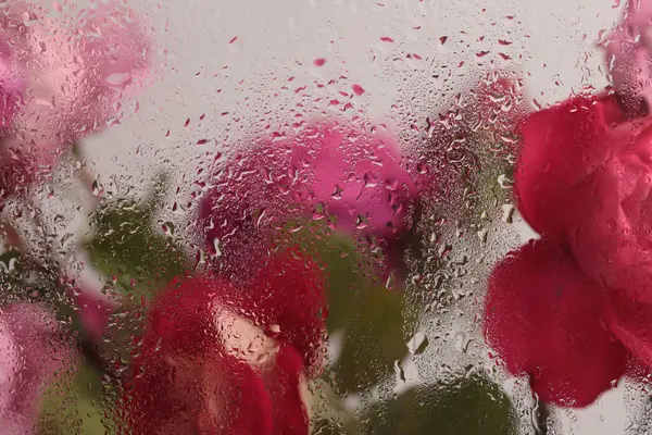 Duman seçilmiş yumuşak odaklı pembe, kırmızı gül çiçeği yaprağı ve ıslak su damlaları. Soyut doğal bulanık arkaplan.