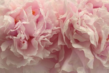 Duman, yakın plan pembe, bej kremalı Peony Flower tomurcuk buketi. Minimalist natürmort. Doğal sanat arkaplanı bulanık.