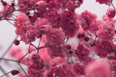 Seçici, yumuşak, kırmızı, bej üzerine pembe çigila çiçeği tüttür. Doğa bulanık ışık arkaplanı.