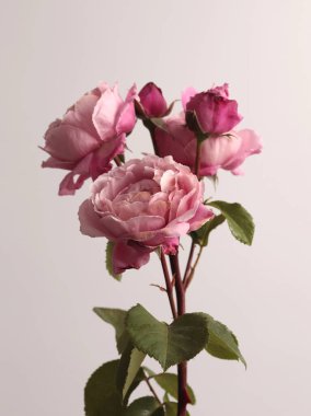 Kapalı pembe kremalı gül çiçeği tomurcuğu, bej grisi yapraklı buket. Doğal ışık arkaplanı.