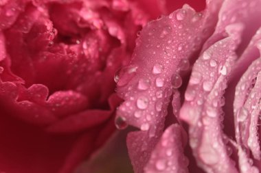 Yakın plan seçici pembe, su damlası olan kırmızı gül çiçeği tomurcuğu. Doğal bulanık arkaplan.