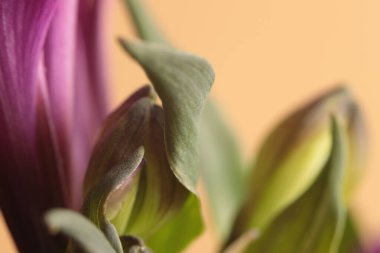 Seçici, yumuşak, yeşil yaprak yaprağı, leylak çiçeği tüttür. Soyut doğal bulanık arkaplan.