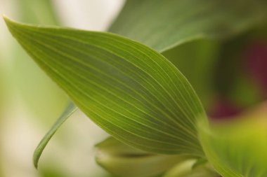 Seçici, yumuşak, yeşil yaprak yaprağı tüttürmek. Soyut doğal bulanık arkaplan.