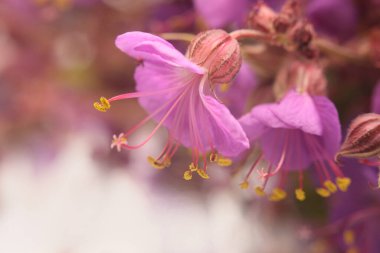 Yakın plan seçici yumuşak odaklı pembe leylak yaprağı, erkeklik organı ve erkek organı. Makro duman Doğal bulanık arkaplan.