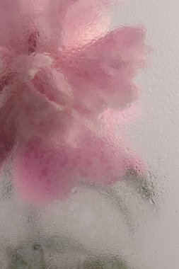 Duman seçilmiş, ıslak su damlaları olan pembe Peony Çiçeği. Soyut doğal bulanık arkaplan.
