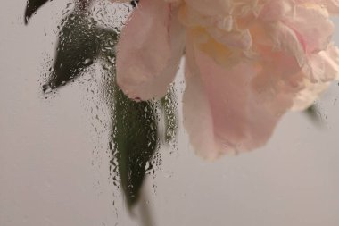 Duman seçilmiş, ıslak su damlaları olan pembe Peony Çiçeği. Soyut doğal bulanık arkaplan.