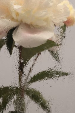 Duman seçilmiş yumuşak odak bej kremi Peony Flower 'ı ıslak su damlalarıyla bardaktan geçiriyor. Soyut doğal bulanık arkaplan.