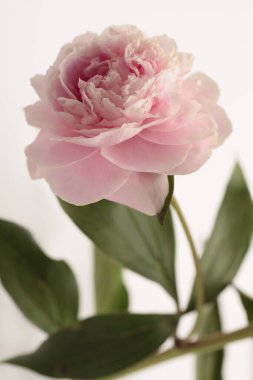 Yakın plan pembe bej krem Peony Flower bud, yaprak. Minimalist natürmort. Doğal sanat geçmişi.