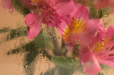 Smoke Soft Foct pembe Alstroemerieae çiçek buketi ile su damlaları. Soyut doğal bulanık arkaplan.