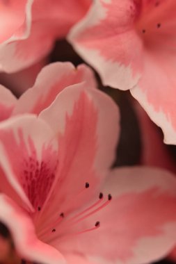 Yakın plan tüttür, seçici yumuşak odak bej pembe Azalea çiçek yaprağı, erkeklik organı; stamen. Makro doğal soyut bulanık arkaplan.