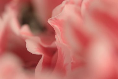 Yakın plan seçici yumuşak odak bej pembe Azalea çiçeği yaprağı tüttür. Makro doğal sis bulanık arkaplan.