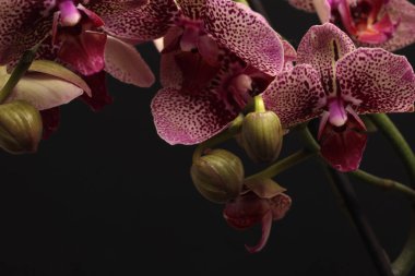 Yakın plan seçici yumuşak odaklı pembe lekeler penaenopsis orkidesi. Makro doğal koyu arkaplan.