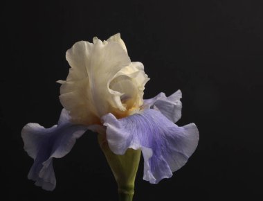 Siyah üzerine bej, leylak, menekşe çiçeği çiçeği tomurcuğu. Minimalist natürmort. Doğal sanat geçmişi.