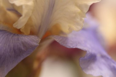 Yakın plan seçici yumuşak odak bej pembe Azalea çiçeği yaprağı tüttür. Makro doğal sis bulanık arkaplan.