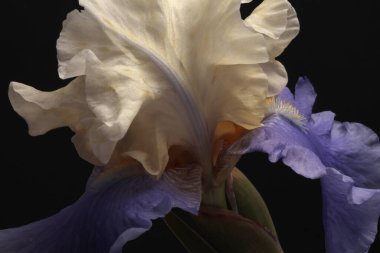 Yakın plan bej, leylak, menekşe çiçeği tomurcuk yaprağı, erkeklik organı, siyah koyu renk. Minimalist natürmort. Doğal sanat geçmişi.