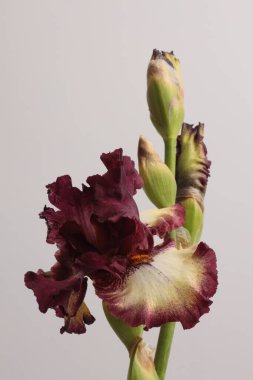 Makro bej, kırmızı, mor, kahverengi Iris Çiçeği tomurcuğu yaprağı, erkeklik organı, gri nötr. Doğal sanat geçmişi.