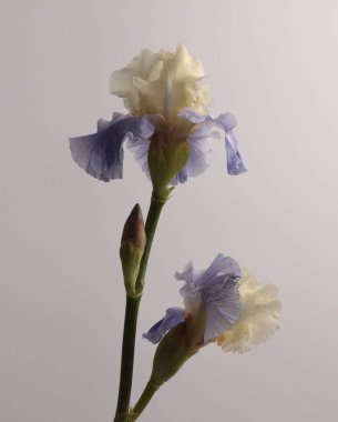 Bej, leylak, menekşe çiçeği tomurcuğu, gri dallı dal. Sanat minimalisti hala hayatta. Doğal sanat geçmişi.