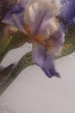 Smoke Soft Focet menekşe, leylak, bej rengi Iris çiçek buketi ve su damlaları. Soyut doğal bulanık arkaplan.