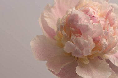 Yakın çekim, yumuşak odaklı pembe krem Peony Flower tomurcuk yaprakları, yaprak. Doğal sanat geçmişi.