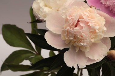 Kapalı odaklı pembe, bej kremalı Peony Flower otu, yaprak. Doğal sanat geçmişi. 