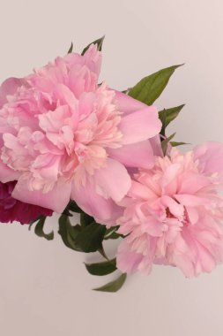Pembe kremalı Peony Flower otu, gri tarafsız açık gölgeli yaprak. Minimalist natürmort. Doğal sanat geçmişi. Üst görünüm.
