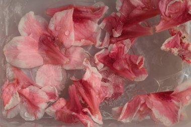 Yumuşak odaklı pembe çiçek yaprağı, donmuş buzun içinde yeşil yaprak .su damlaları soyut doğal bulanık arkaplan.