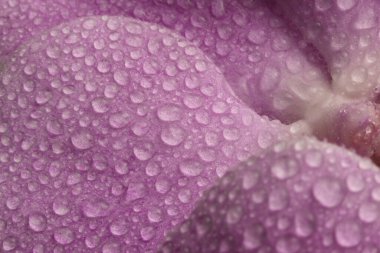 Yakın plan duman seçici yumuşak odaklı orkide çiçeği yaprağı ve su damlaları. Doğal bulanık pembe pastel arkaplan.