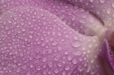 Yakın plan duman seçici yumuşak odaklı orkide çiçeği yaprağı ve su damlaları. Doğal bulanık pembe pastel arkaplan.