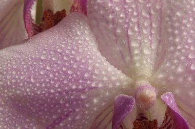 Yakın plan duman seçici yumuşak odaklı orkide çiçeği yaprağı, su damlalı erkeklik organı. Doğal bulanık pembe bej rengi arkaplan.