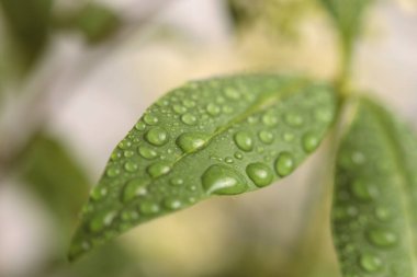 Yakın plan seçici yeşil yapraklı su damlası tüttür. Doğal bulanık pastel arkaplan.
