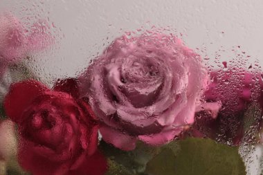 Duman seçilmiş pembe gül çiçeği, ıslak su damlalarıyla dolu camdan geçiyor. Soyut doğal bulanık arkaplan.