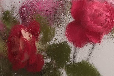 Duman seçilmiş yumuşak odak kırmızı gül çiçeği buketi ve ıslak su damlaları. Soyut doğal bulanık arkaplan.