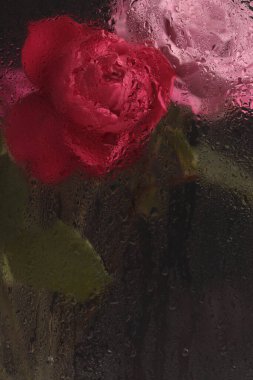 Duman seçilmiş yumuşak odak kırmızı gül çiçeği buketi ve ıslak su damlaları. Soyut doğal siyah bulanık arkaplan.