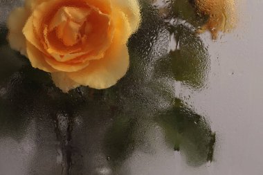 Duman seçilmiş yumuşak odak sarı gül çiçeği buketi ve ıslak su damlaları. Soyut doğal bulanık arkaplan.