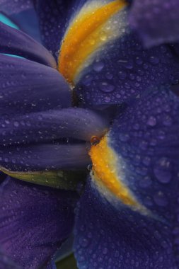 Yakın plan seçici yumuşak odak Iris Çiçek tomurcuğu yaprağı ve su damlası. Doğal mor, sarı arkaplan.