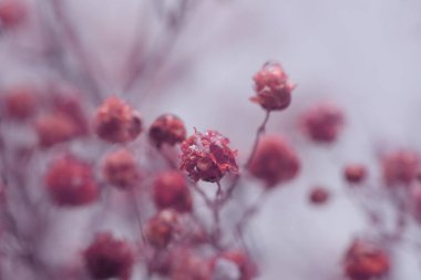 Seçici, yumuşak, pembe çigila çiçeği dalı tüttür. Doğal bulanık ışık ve gölge bej, kahverengi arkaplan.