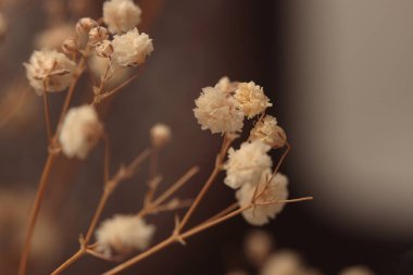 Seçici yumuşak odak noktası olan çıngıraklı yılan çiçeği dalı tüttür. Doğal bulanık ışık ve gölge bej, kahverengi arkaplan.