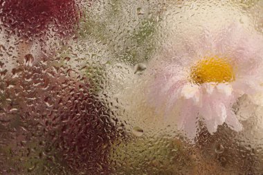 Yumuşak odak çiçeğini ıslak su damlalarıyla camdan tüttür. Soyut doğal bulanık arkaplan.