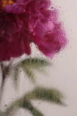 Duman seçilmiş yumuşak odak noktası pembe Peony Çiçeği ve ıslak su damlaları. Soyut doğal bulanık arkaplan.