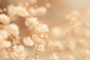 Yumuşak odaklı çigila çiçeği tüttür. Doğa bulanık bej, kahverengi ışık nötr arkaplan.