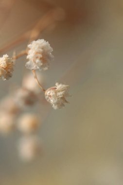 Yumuşak odaklı çigila çiçeği tüttür. Doğa bulanık bej, kahverengi nötr arkaplan.