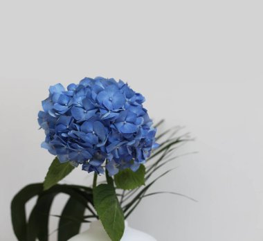 Beyaz vazoda gri üzerine mavi ortanca çiçeği. Minimalist natürmort. Işık ve gölge doğal arkaplan.